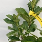 Vavrínovec lekársky (Prunus laurocerasus) ´NOVITA´ - výška 40-60 cm, kont. C3L